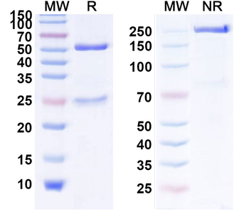 Nerelimomab Mouse Monoclonal Antibody