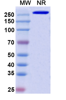 Rontalizumab Human Monoclonal Antibody