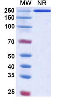 Sifalimumab Human Monoclonal Antibody