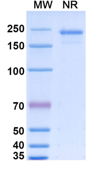 Gevokizumab Human Monoclonal Antibody