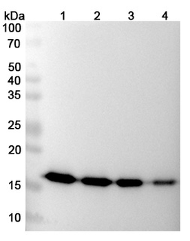 Gevokizumab Human Monoclonal Antibody