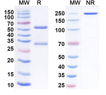 Human PGLYRP1 Antibody