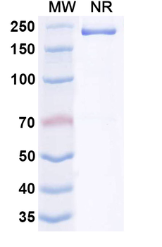 Human PGLYRP1 Antibody