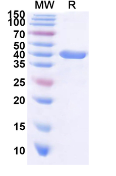 Recombinant Arabidopsis MPK6 Protein, N-His