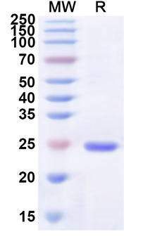 Recombinant IBV S1-NTD Protein, N-His