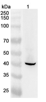 KRT19 Polyclonal Antibody