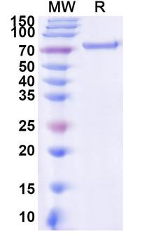Recombinant Avian myelocytomatosis virus MYC Protein, N-His-KSI