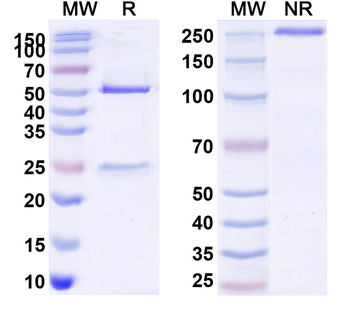 Research Grade Human CD112/Nectin-2/PVRL2 Antibody