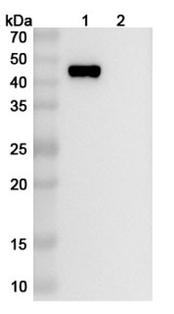 Research Grade Human CD112/Nectin-2/PVRL2 Antibody