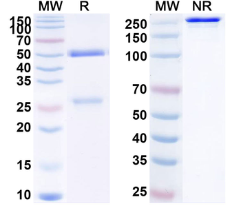 Human CD10/MME Antibody