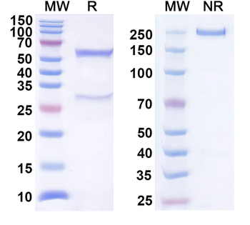 InVivoMAb Mouse CD274/PD-L1/B7-H1 Antibody (10F.9G2)