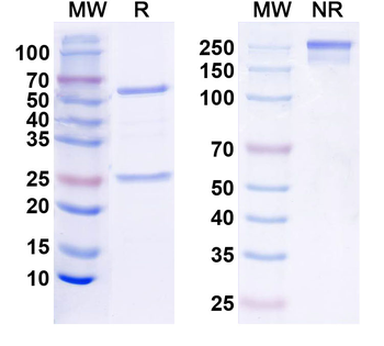 InVivoMAb Mouse CD279/PDCD1/PD1 Antibody (RMP1-14)