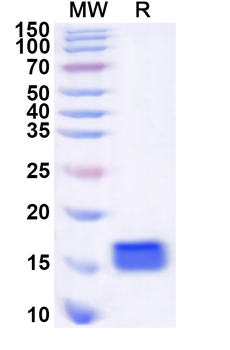 Recombinant Human EGR4 Protein, N-His