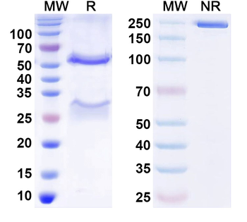 HAstV-1 Spike Protein Antibody