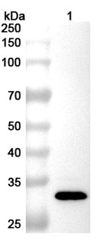Bordetella pertussis fhaB/FHA Polyclonal Antibody