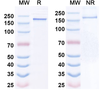 CDH3/MSLN BiTE Antibody