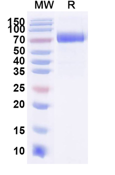 Recombinant Monkey CD38 Protein, C-Fc