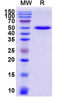 Recombinant Mouse CD40/TNFRSF5 Protein, C-Fc