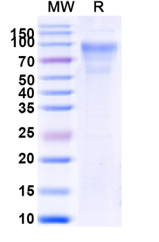 Recombinant Human CD45/PTPRC Protein, C-His