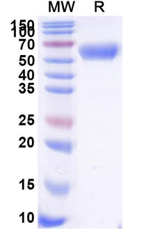 Recombinant Human CD47/MER6 Protein, C-Fc