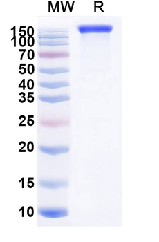 Mouse M-CSF R/CD115 Recombinant Protein (C-Fc)