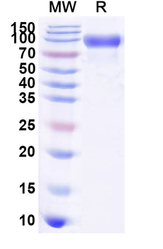 Recombinant Human CD358/TNFRSF21 Protein, C-Fc