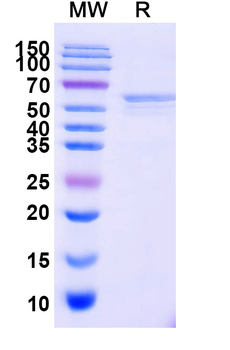 Recombinant Mouse CD332/FGFR2 Protein, C-His