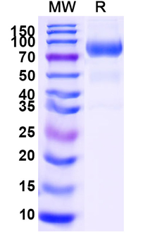 Recombinant Mouse CD332/FGFR2 Protein, C-Fc