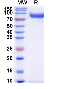 Human SIRP alpha/CD172a Recombinant Protein (C-Fc)