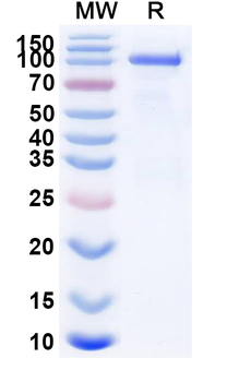 Mouse Transferrin R/TfR Recombinant Protein (C-Fc)