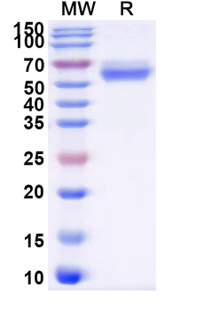 Recombinant Human CD120a/TNFRSF1A Protein, C-Fc