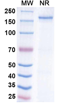 Human INS/Insulin Antibody (HB125(AE9D6))