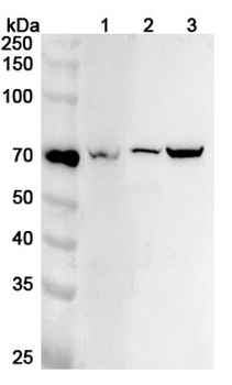 TEC Polyclonal Antibody