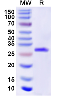 Recombinant Human GABRA5 Protein, N-His