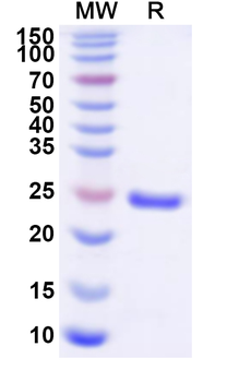 Recombinant Human PSMB4 Protein, N-His