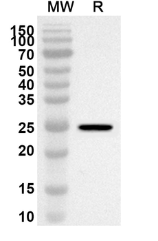 PSMB4 Polyclonal Antibody
