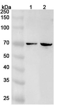 PRKCH Polyclonal Antibody