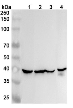 IDH3G Polyclonal Antibody