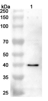 PCYT1A Polyclonal Antibody