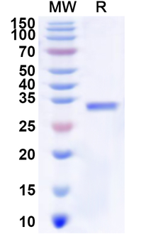 Recombinant Human NPY4R Protein, N-GST & C-His