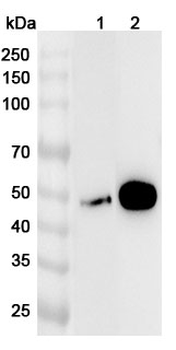 Human ZNF3 Polyclonal Antibody