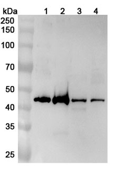 ZNF24 Polyclonal Antibody
