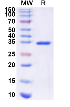 Recombinant Human POLR2L Protein, N-GST & C-His