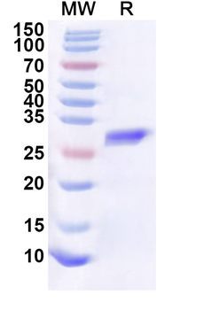 Recombinant Human SRRM4 Protein, N-His-KSI