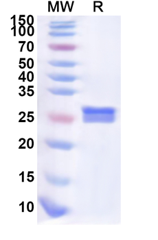 Human SGCA Recombinant Protein (N-His)