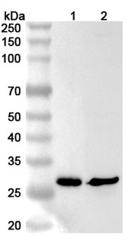 RTP2 Polyclonal Antibody
