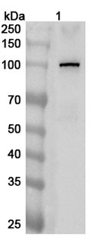 STRIP1 Polyclonal Antibody
