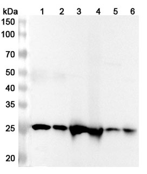 FAHD1 Polyclonal Antibody