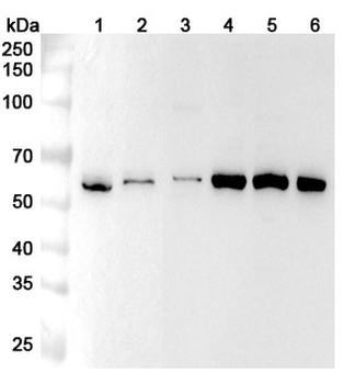 SMARCD3 Polyclonal Antibody