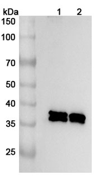 Human TRIM40 Polyclonal Antibody